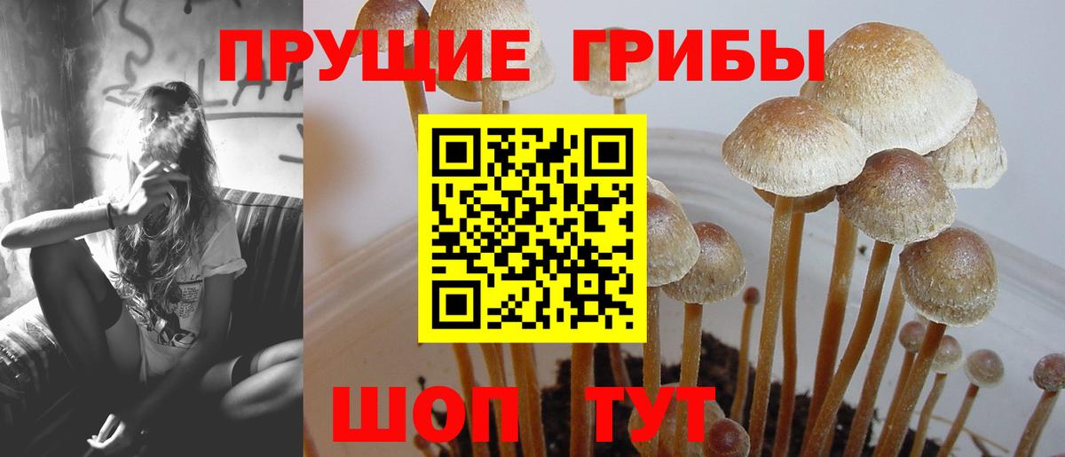 Джанкой  Галлюциногенные грибы Psilocybine cubensis  как найти   Вход с VPN  Галлюциногенные грибы ЛСД 
